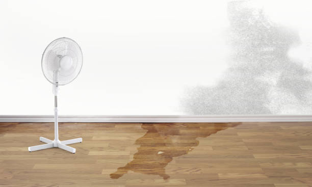 Best Flood damage cleanup  in Gloucester Point, VA