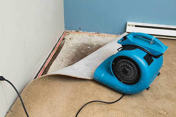 Best Professional water damage repair  in Gloucester Point, VA